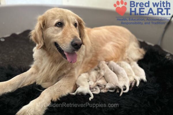 Image of Show Class 1st pick Male, a Golden Retriever puppy