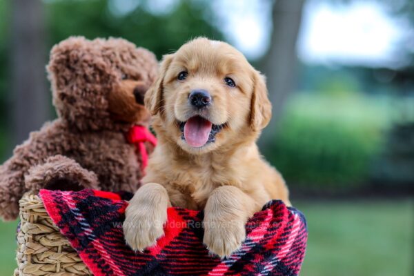 Image of Mason, a Golden Retriever puppy