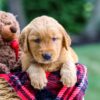 Image of Moose, a Golden Retriever puppy