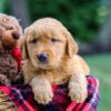 Image of Moose, a Golden Retriever puppy