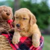 Image of Moose, a Golden Retriever puppy
