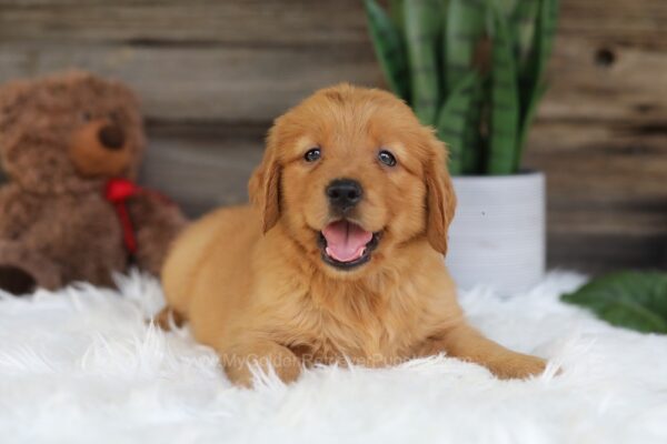 Image of Opal, a Golden Retriever puppy