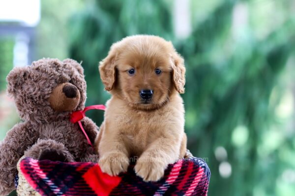 Image of Pence, a Golden Retriever puppy