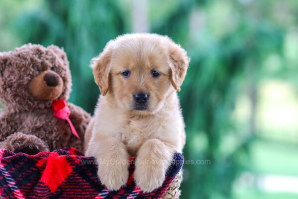 Image of Poppy, a Golden Retriever puppy