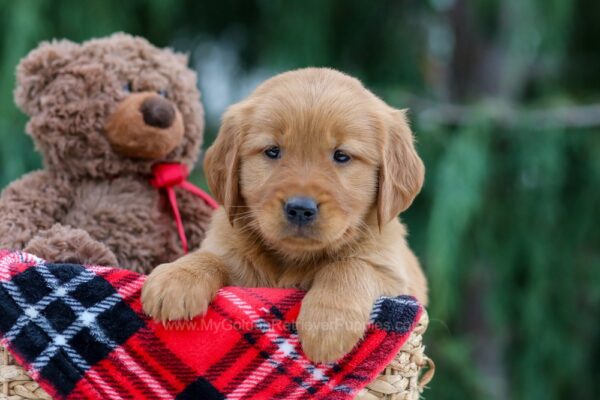 Image of Rosa, a Golden Retriever puppy