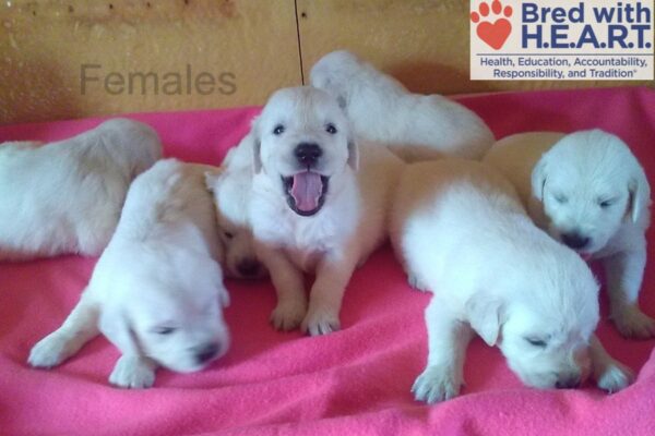 Image of Creams 5th Pick Female, a Golden Retriever puppy