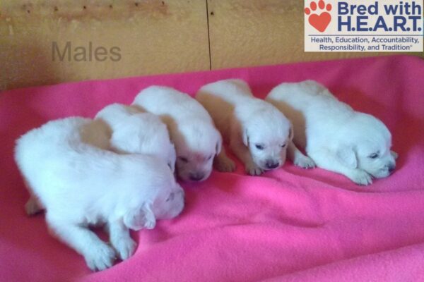 Image of Creams 3rd Pick Male, a Golden Retriever puppy