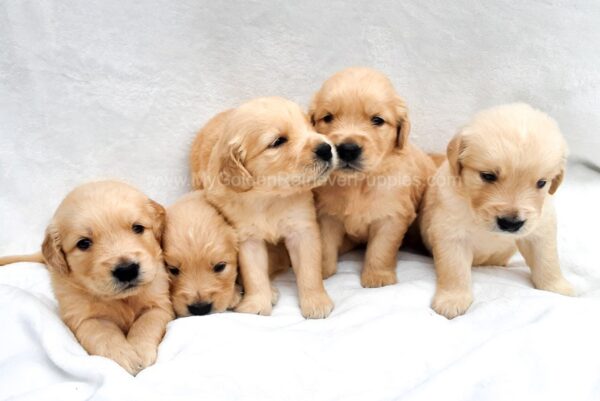 Image of 2nd Pick Male, a Golden Retriever puppy