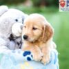 Image of Ace, a Golden Retriever puppy