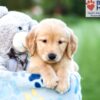 Image of Ace, a Golden Retriever puppy
