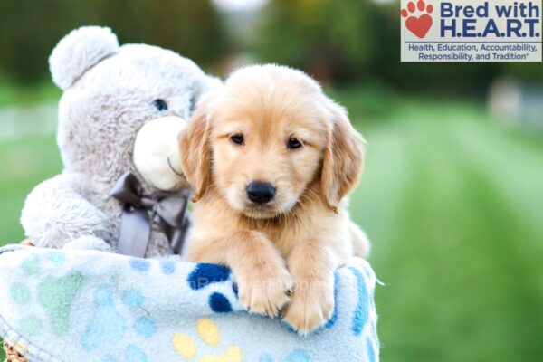 Image of Ace, a Golden Retriever puppy