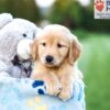 Image of Ace, a Golden Retriever puppy