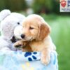 Image of Ace, a Golden Retriever puppy