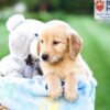 Image of Ace, a Golden Retriever puppy