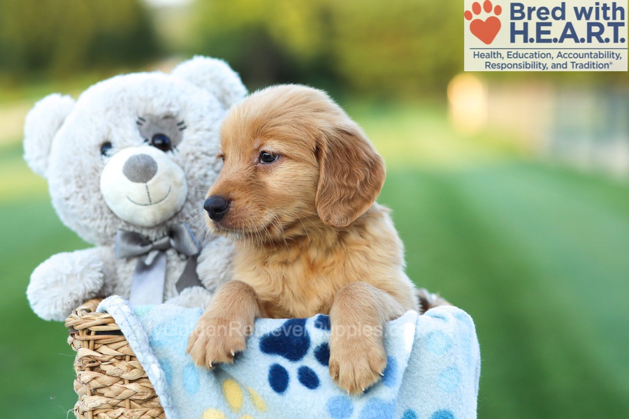 Alyssa Image of Alyssa, a Golden Retriever puppy