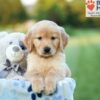 Image of Adele, a Golden Retriever puppy