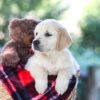Image of Becky, a Golden Retriever puppy