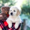 Image of Becky, a Golden Retriever puppy