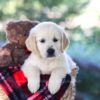 Image of Becky, a Golden Retriever puppy