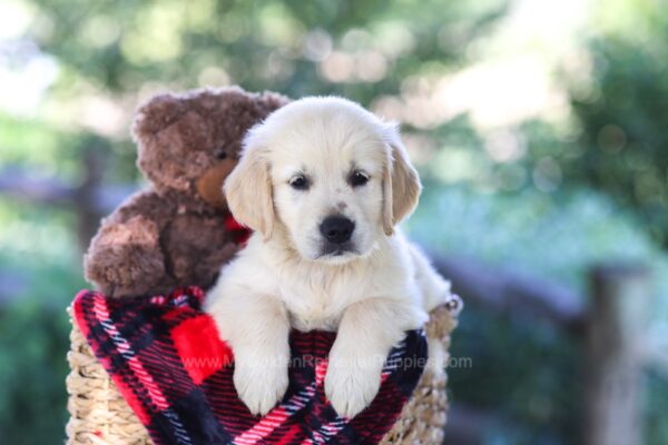 Image of Becky, a Golden Retriever puppy