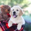 Image of Becky, a Golden Retriever puppy