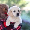 Image of Becky, a Golden Retriever puppy