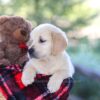Image of Becky, a Golden Retriever puppy
