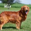 Image of Red Golden - Aug. 26, a Golden Retriever puppy