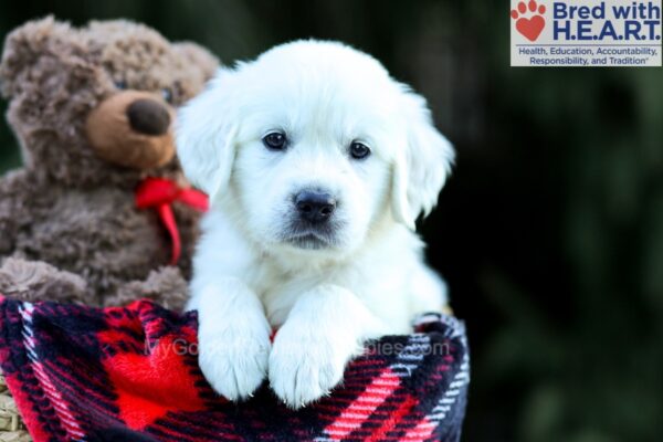 Image of Betty, a Golden Retriever puppy