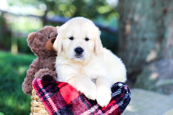 Image of Bingo, a Golden Retriever puppy
