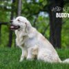 Image of Creams 🤍 July 18, a Golden Retriever puppy