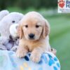 Image of Champ, a Golden Retriever puppy