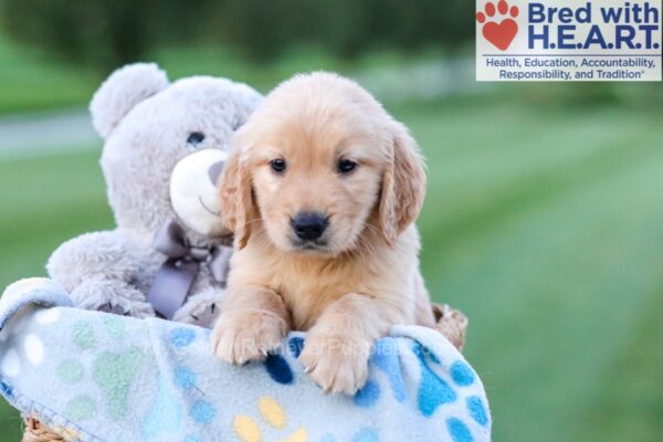 Image of Champ, a Golden Retriever puppy