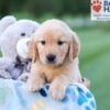 Image of Champ, a Golden Retriever puppy