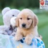 Image of Champ, a Golden Retriever puppy