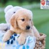 Image of Champ, a Golden Retriever puppy