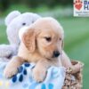 Image of Champ, a Golden Retriever puppy