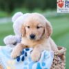 Image of Champ, a Golden Retriever puppy