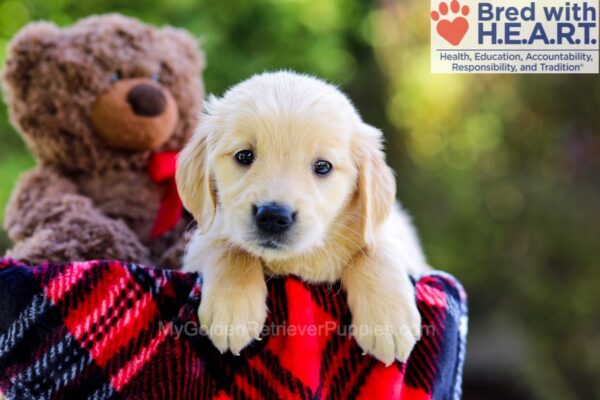 Image of Debbie, a Golden Retriever puppy