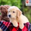 Image of Denver, a Golden Retriever puppy