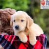 Image of Denver, a Golden Retriever puppy
