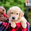 Image of Denver, a Golden Retriever puppy