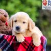 Image of Denver, a Golden Retriever puppy