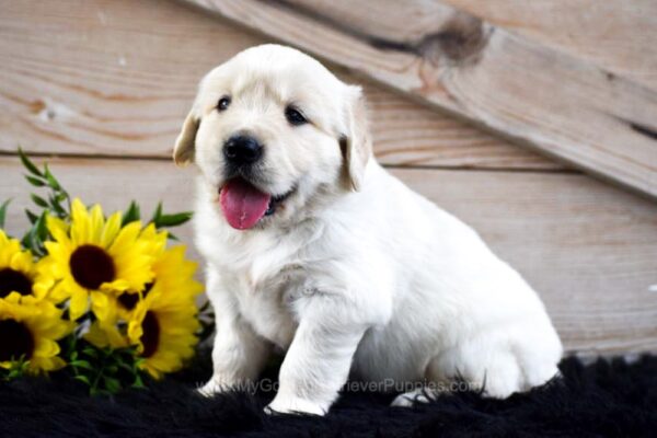 Image of Dusty, a Golden Retriever puppy
