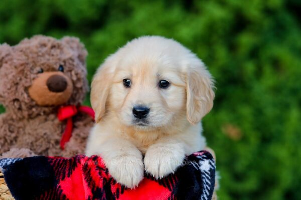 Image of Fern, a Golden Retriever puppy