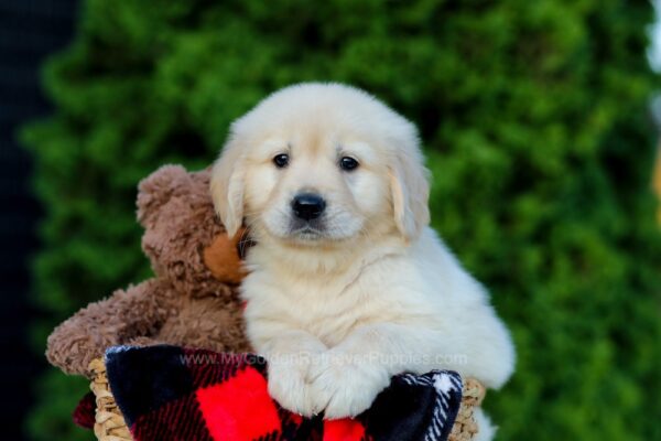 Image of Freddy, a Golden Retriever puppy