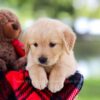 Image of Hazel, a Golden Retriever puppy