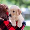 Image of Hazel, a Golden Retriever puppy