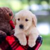 Image of Hazel, a Golden Retriever puppy