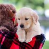 Image of Hazel, a Golden Retriever puppy
